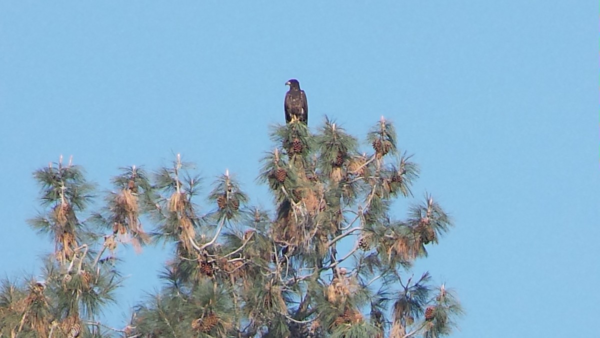 Bald Eagle - ML469785171