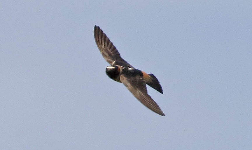 Cliff Swallow - ML469785231