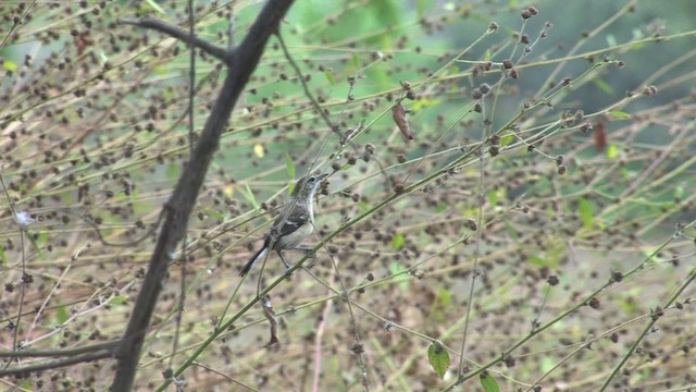 Northern White-fringed Antwren - ML469791