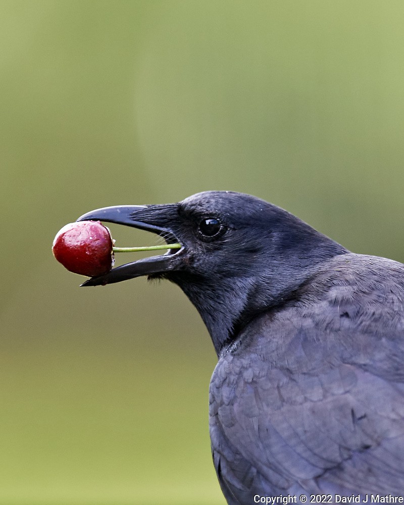 American Crow - ML469792551