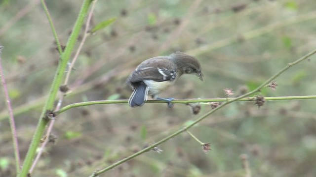 Northern White-fringed Antwren - ML469793