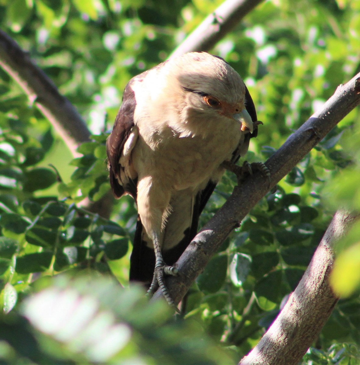 Caracara à tête jaune - ML469793121