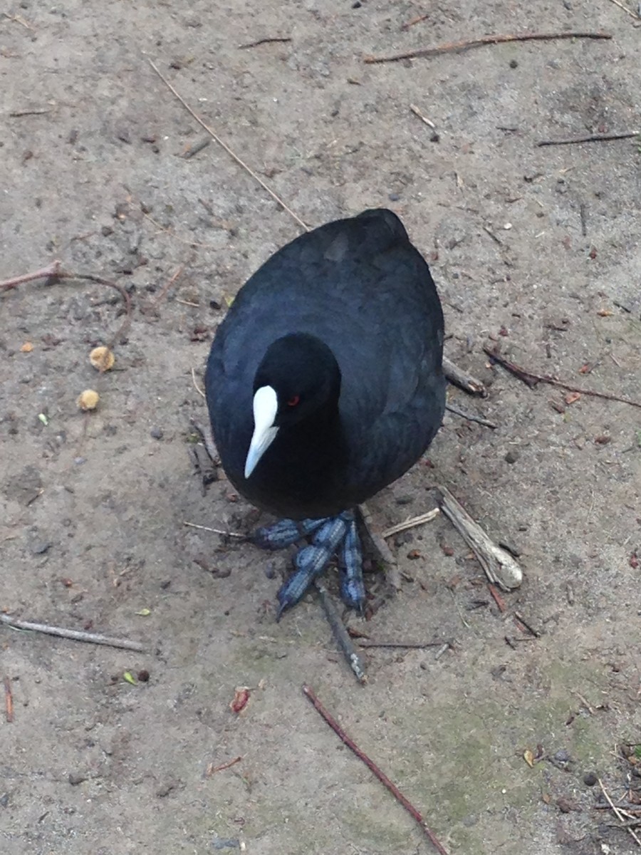 Eurasian Coot - Sue Wright