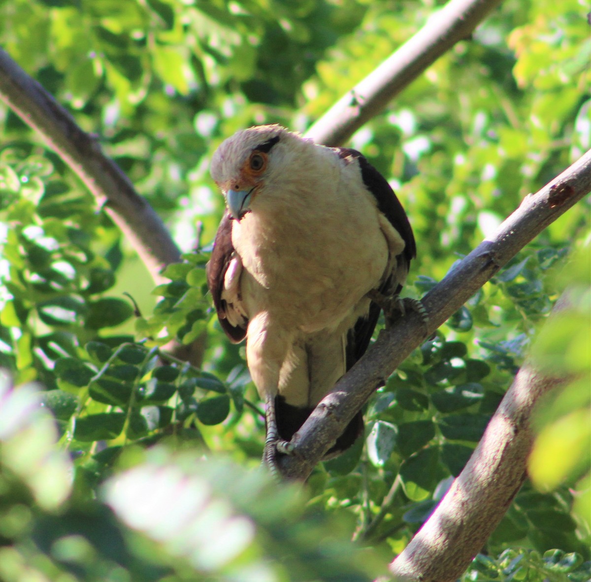 Caracara à tête jaune - ML469793521