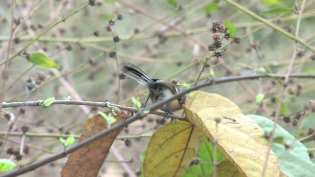 Northern White-fringed Antwren - ML469794