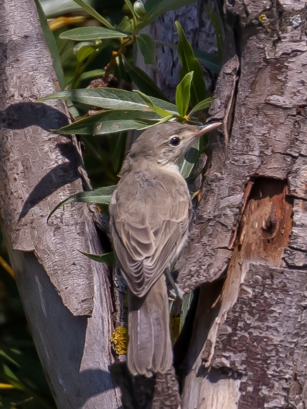 Eastern Olivaceous Warbler - ML469794131