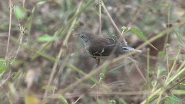 Northern White-fringed Antwren - ML469795
