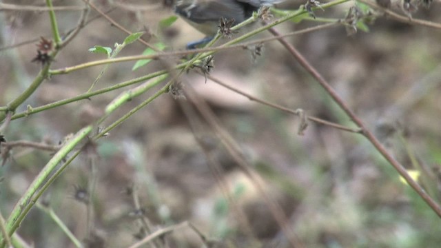 Northern White-fringed Antwren - ML469796
