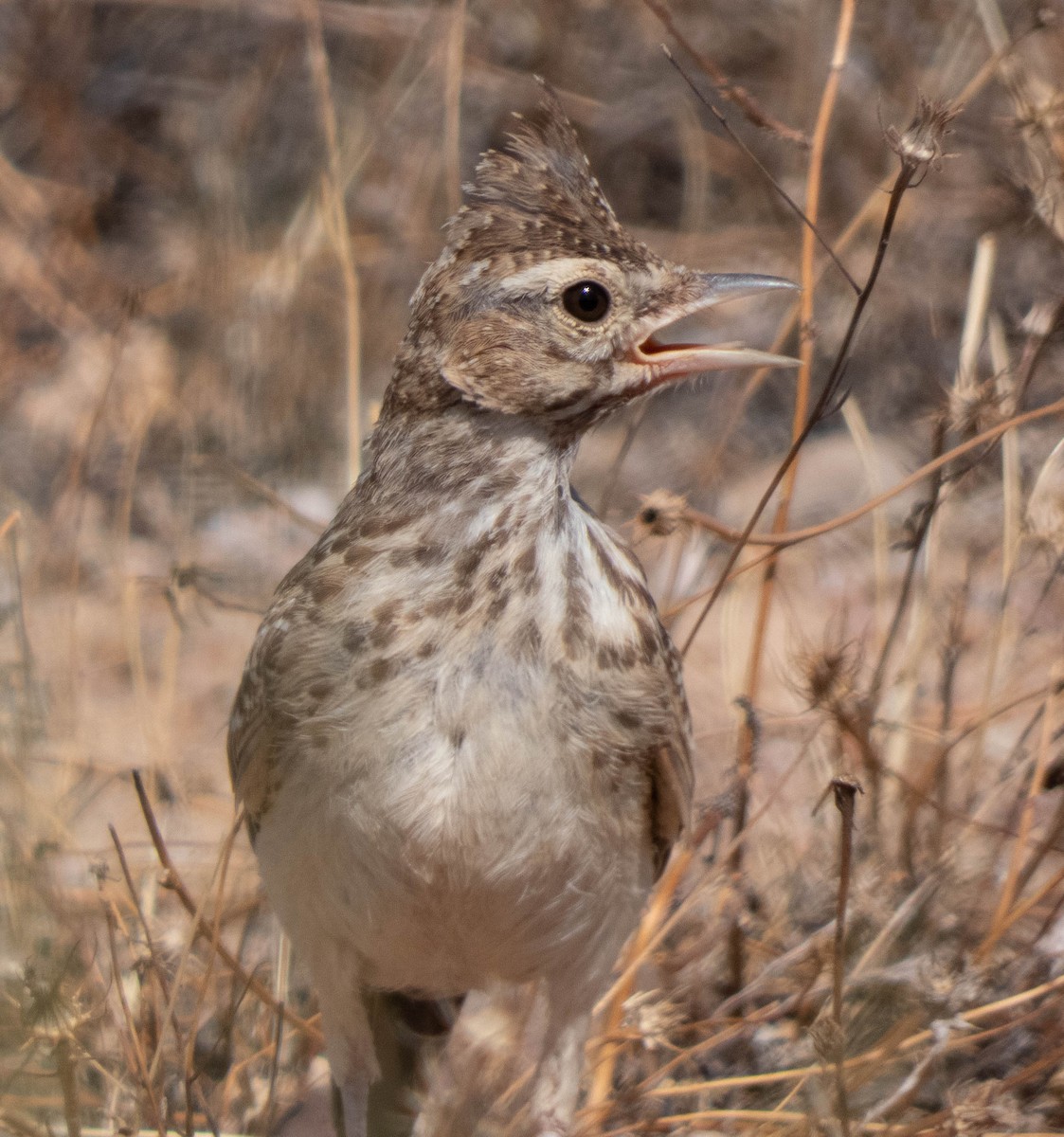 Cochevis de Thékla - ML469796351