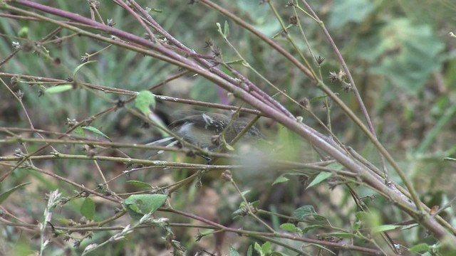 Northern White-fringed Antwren - ML469798