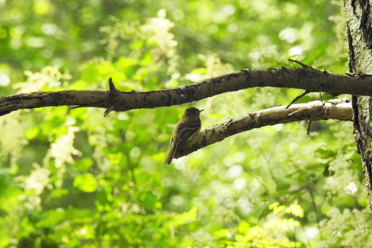 Western Flycatcher (Pacific-slope) - ML469798831