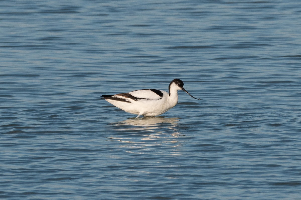 Pied Avocet - ML469798881