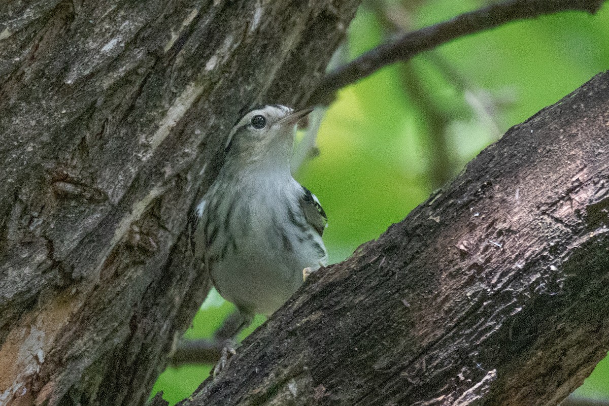 Black-and-white Warbler - ML469799091