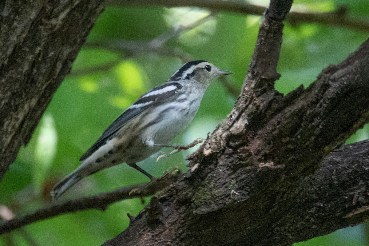 Black-and-white Warbler - ML469799101
