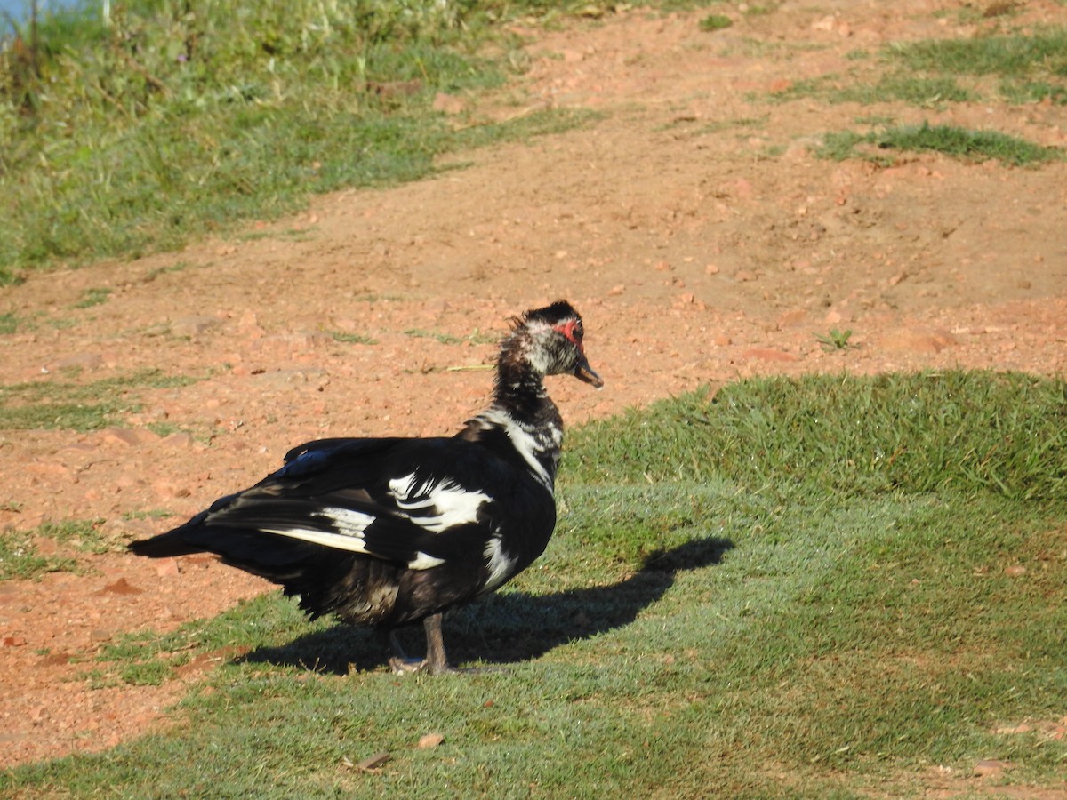 Muscovy Duck (Domestic type) - ML469799501