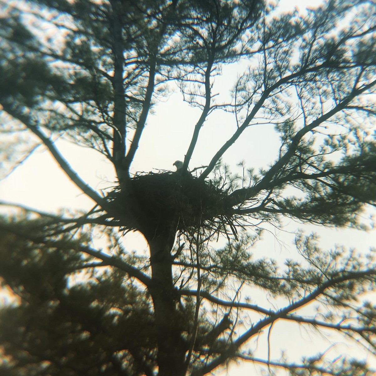 Bald Eagle - ML469800311