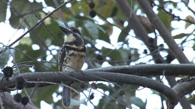 Two-banded Puffbird - ML469801