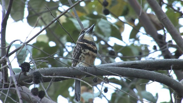 Two-banded Puffbird - ML469802
