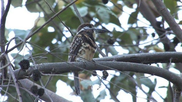 Two-banded Puffbird - ML469803
