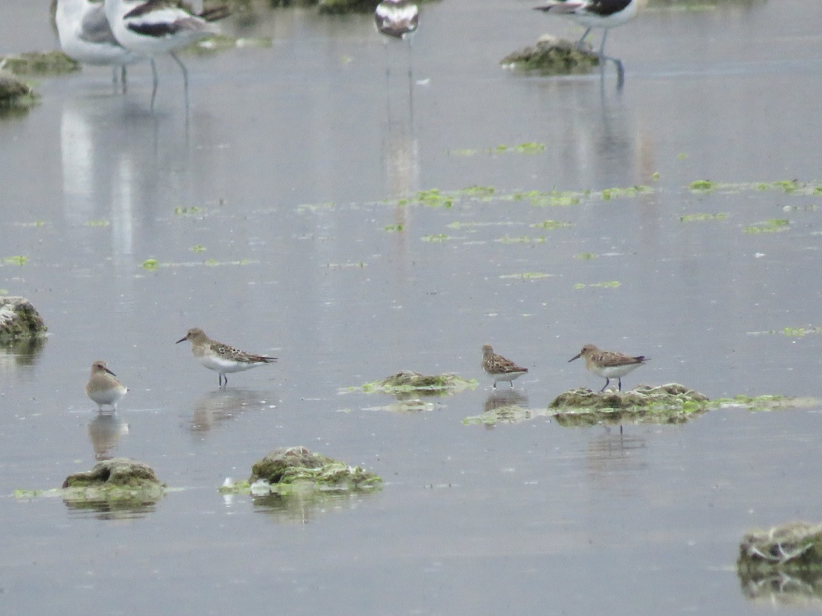 Baird's Sandpiper - ML469803741