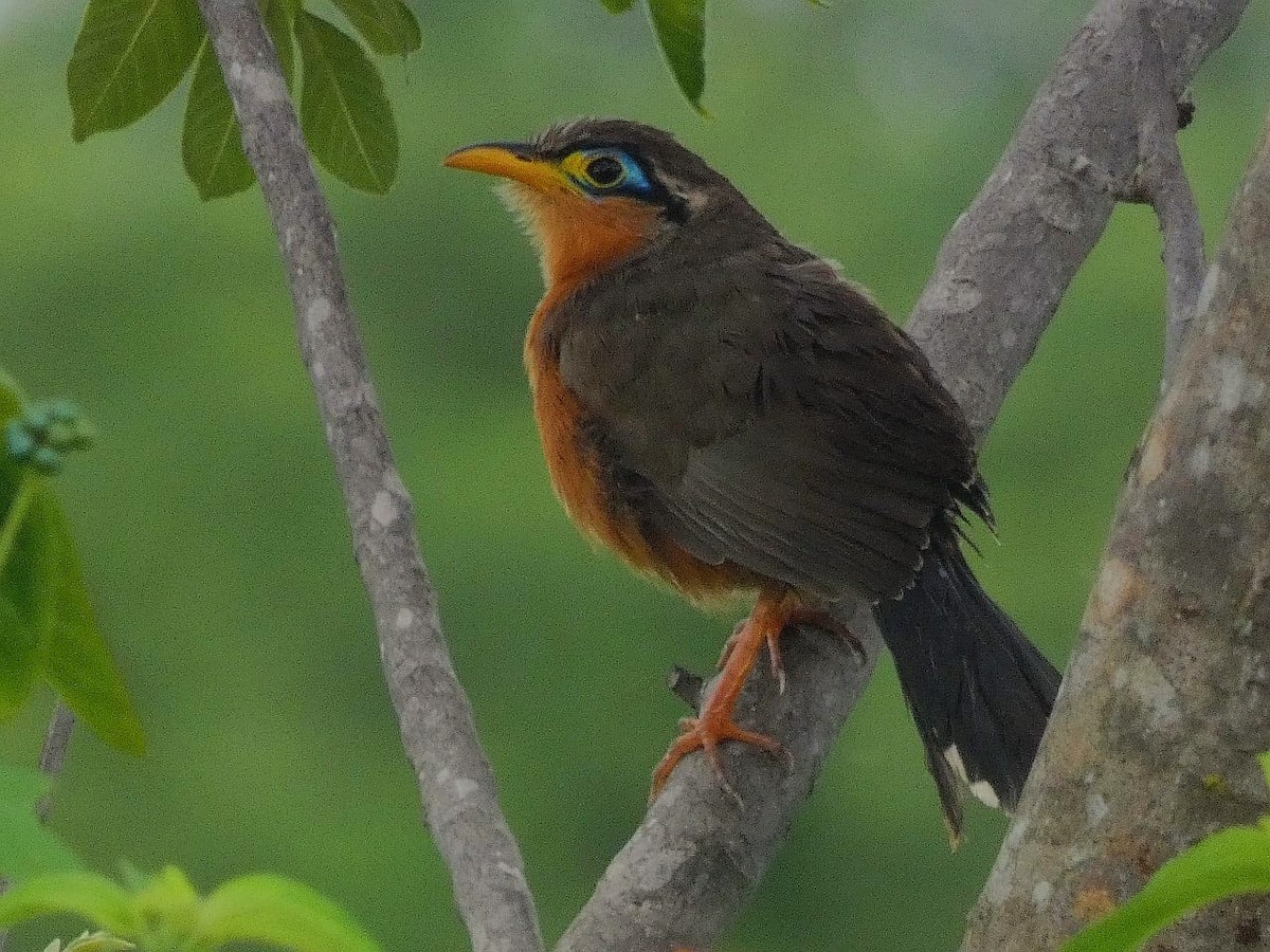 Lesser Ground-Cuckoo - ML469803911