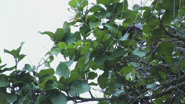 Hooded Tanager - ML469804