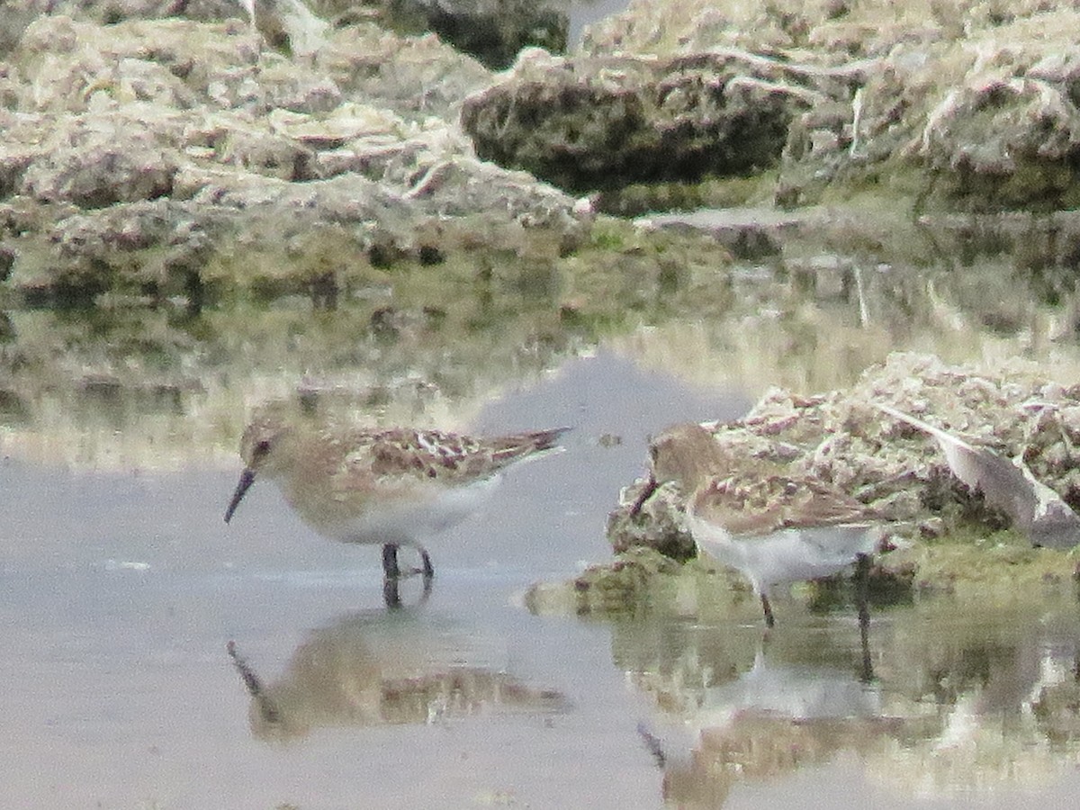 Baird's Sandpiper - ML469804261