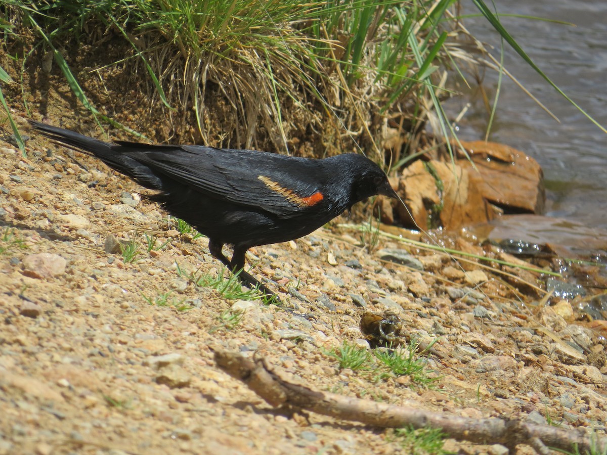 Red-winged Blackbird - ML469804601