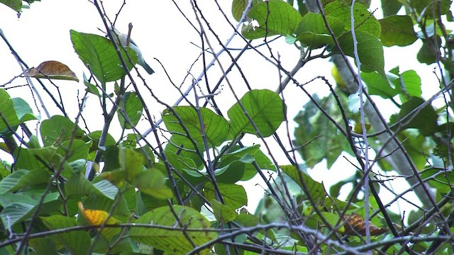 Hooded Tanager - ML469805