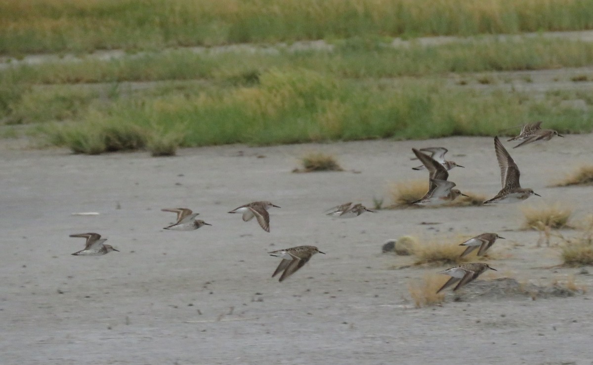 Baird's Sandpiper - Bryant Olsen