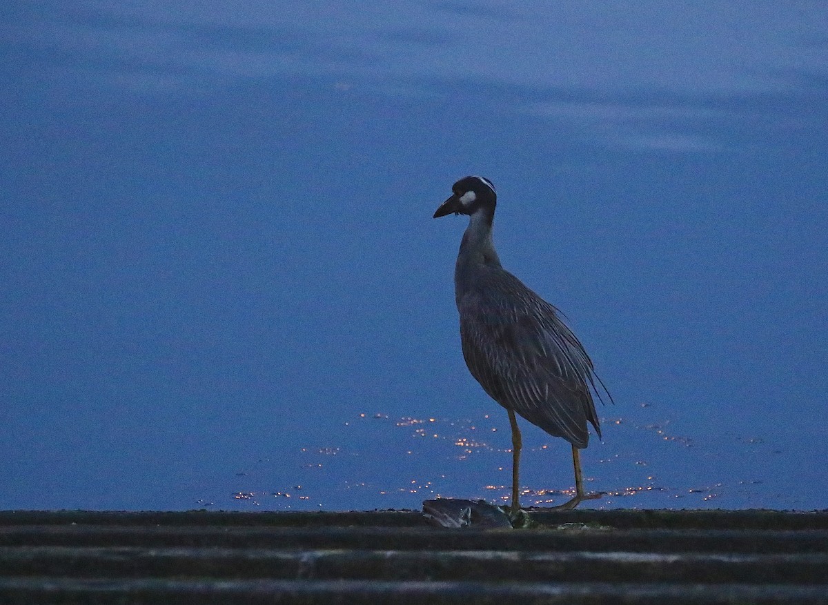 Yellow-crowned Night Heron - ML469808721