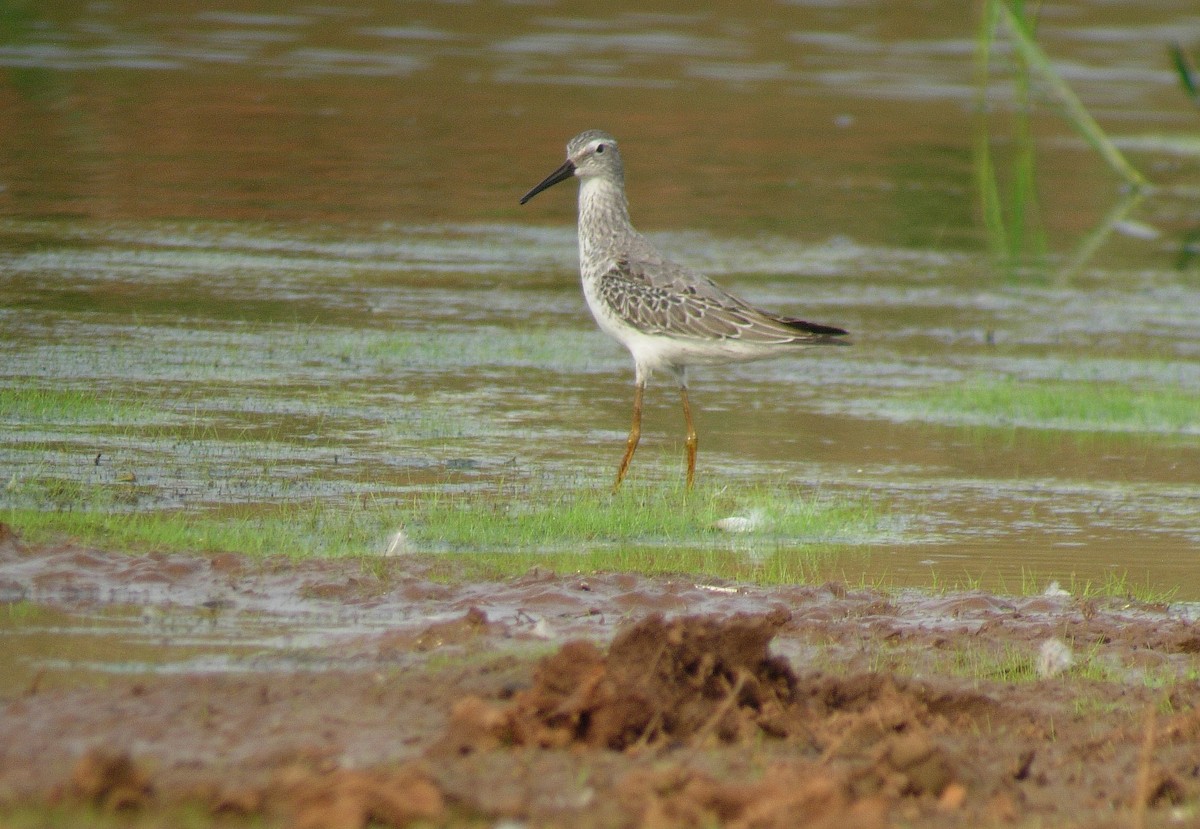 Stilt Sandpiper - ML46980891