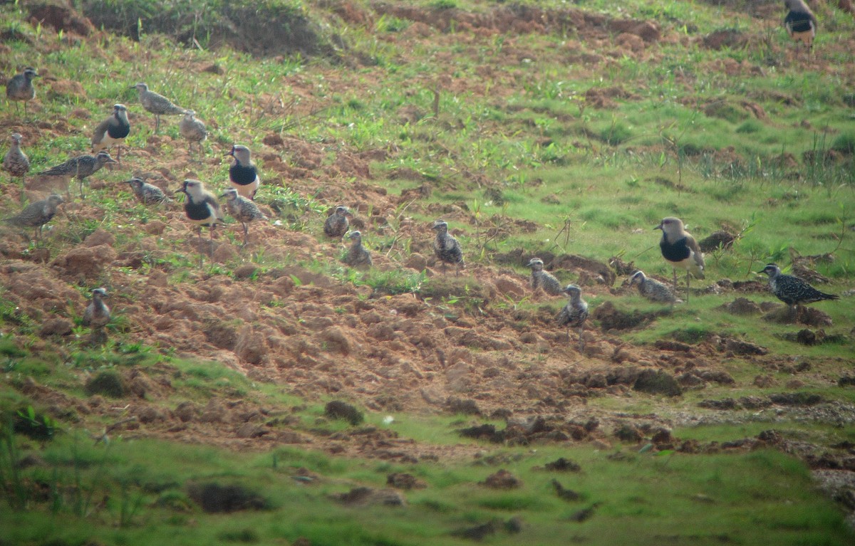 American Golden-Plover - ML46980911