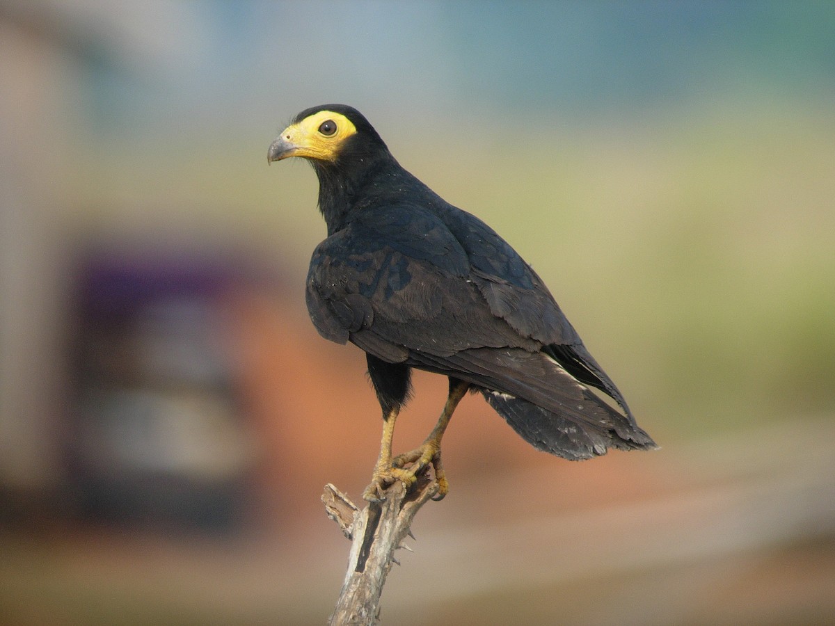 Black Caracara - Alexander Lees