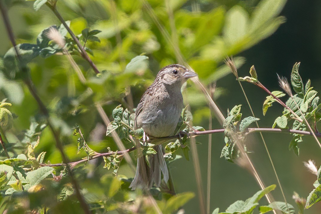Grasshopper Sparrow - ML469810481
