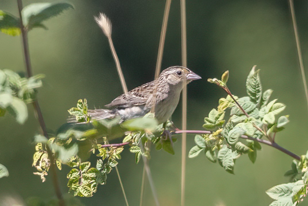 Grasshopper Sparrow - ML469810511