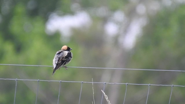 bobolink americký - ML469812111