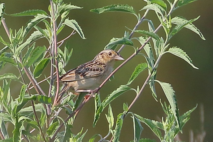 Grasshopper Sparrow - Patrick OHoro