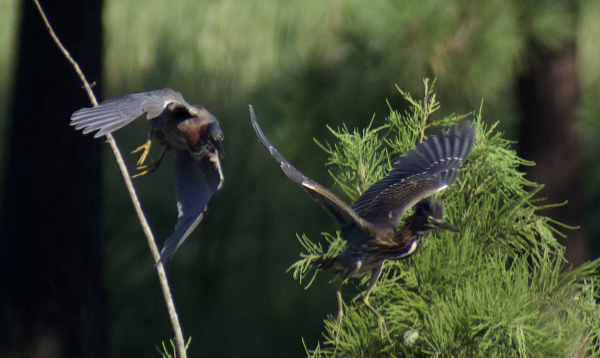 Green Heron - ML469812171