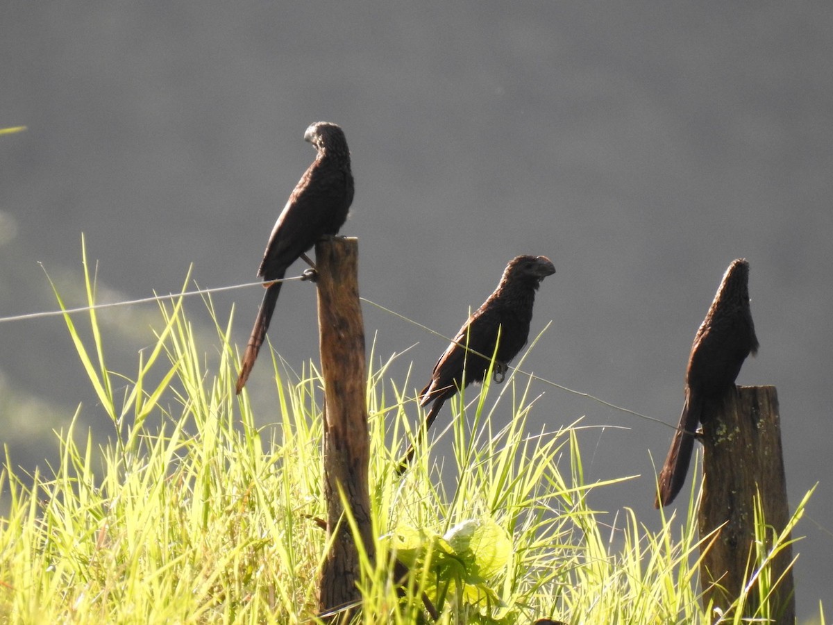 Smooth-billed Ani - ML469813381