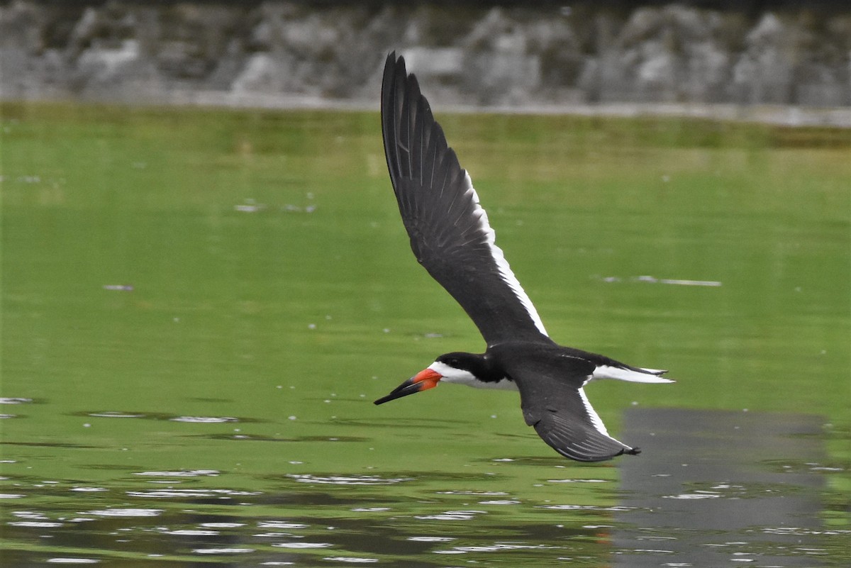 Black Skimmer - ML469813501