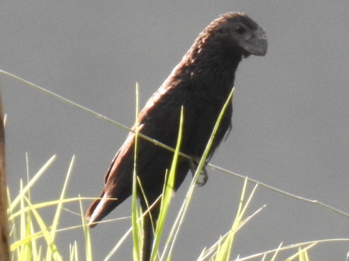 Smooth-billed Ani - Jenny Flexman