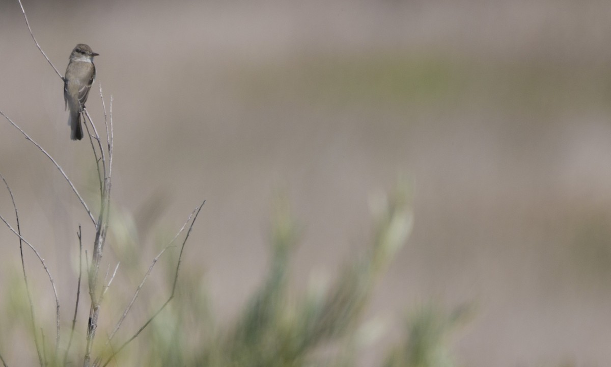 Willow Flycatcher - ML469813811