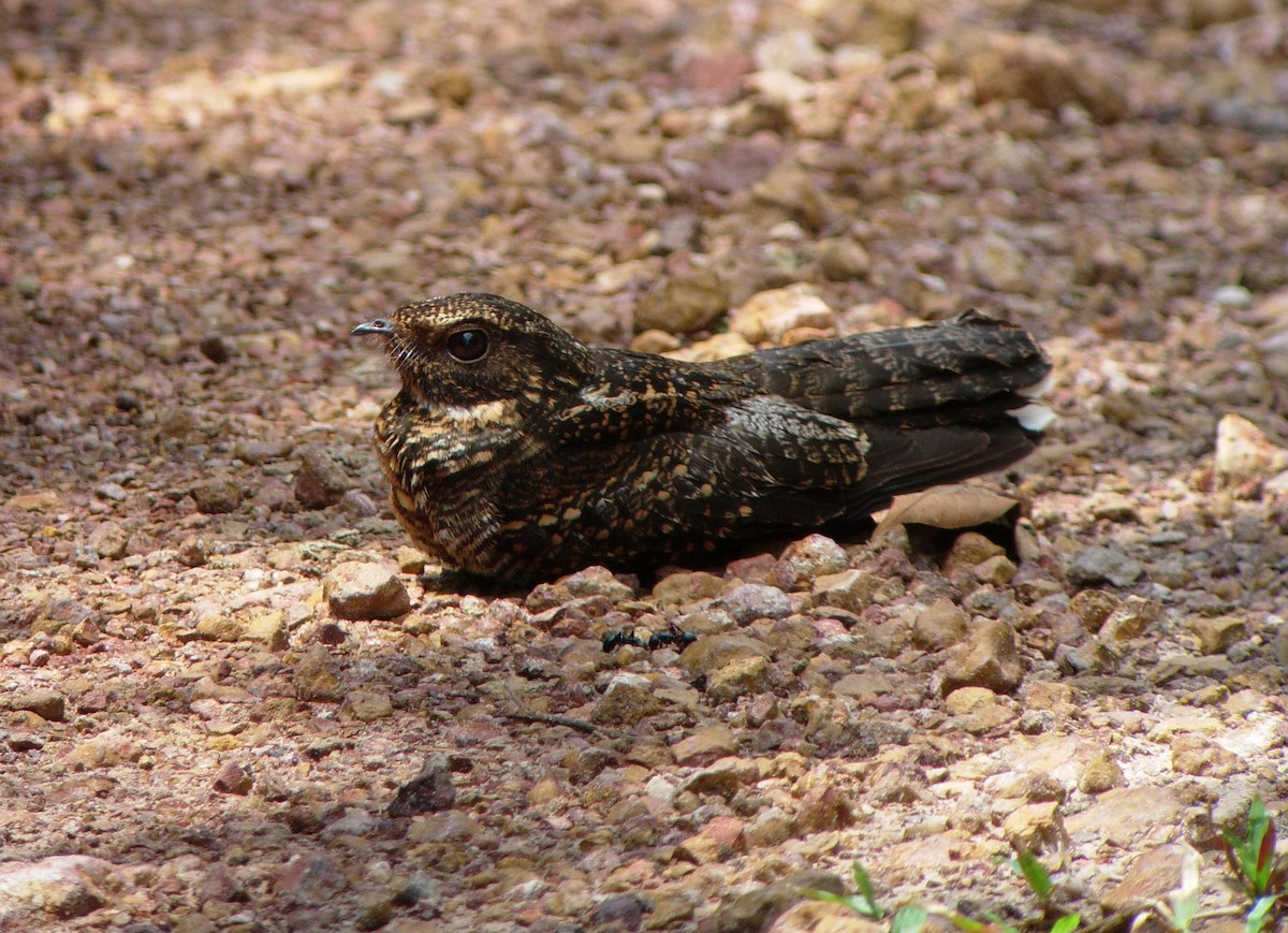 Blackish Nightjar - Alexander Lees