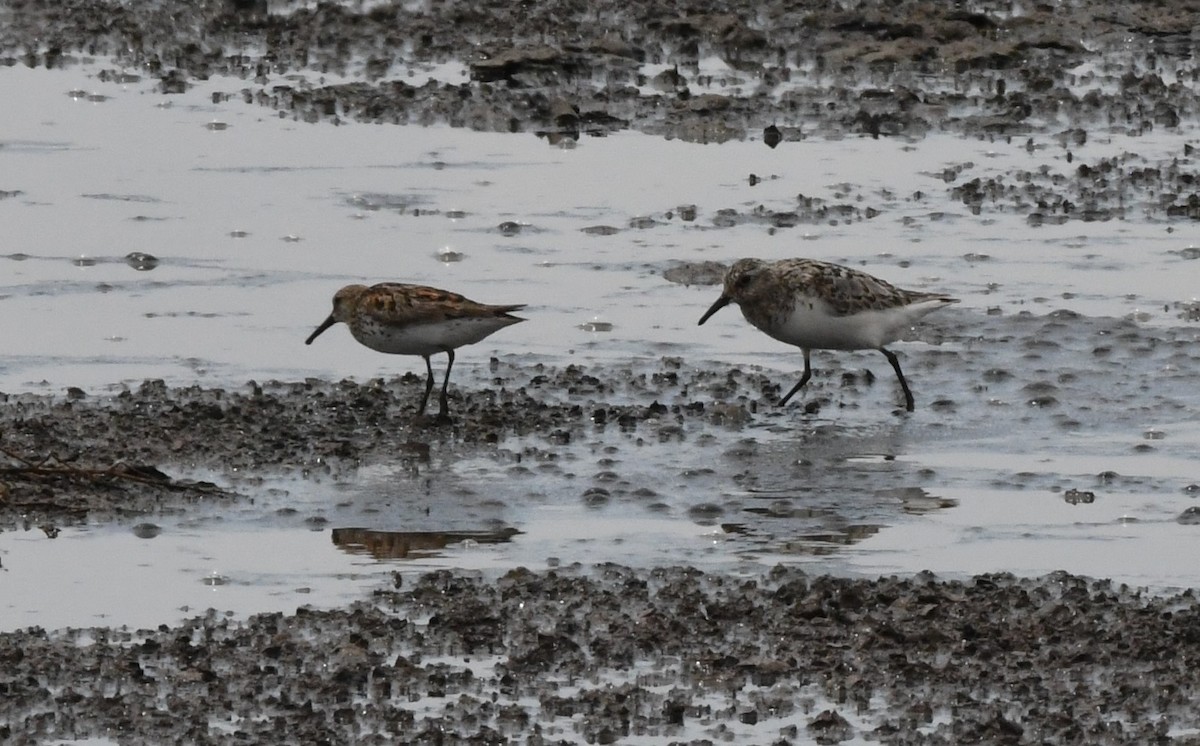 Bécasseau sanderling - ML469814731