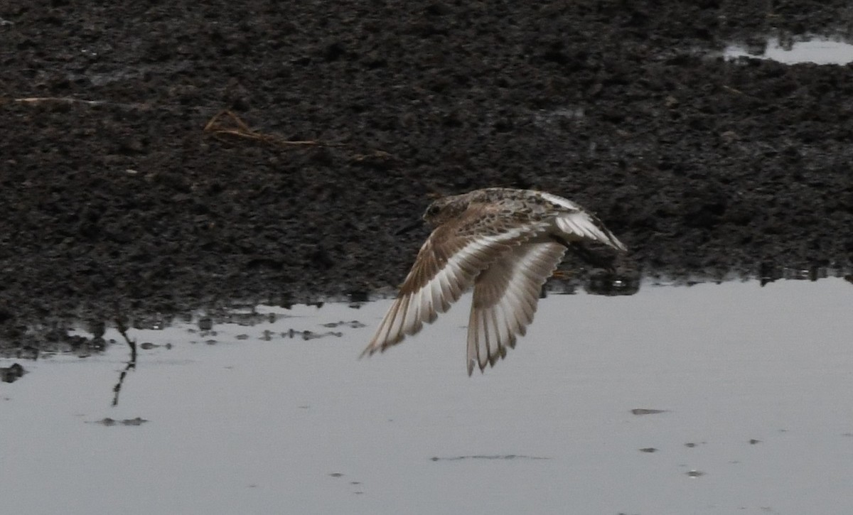 Sanderling - Janine McCabe