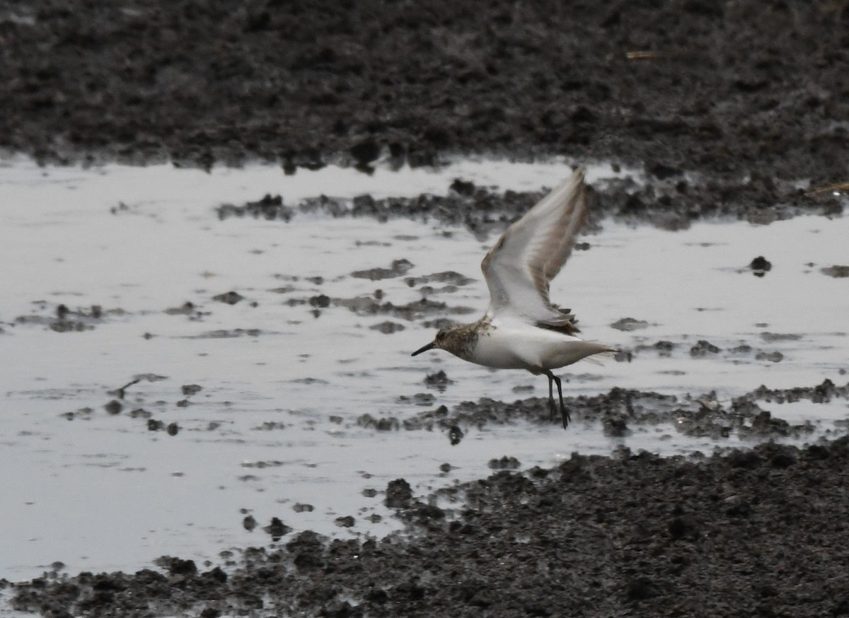 Bécasseau sanderling - ML469814751