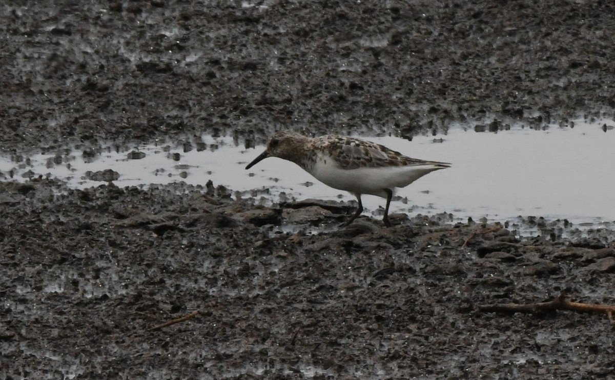 Sanderling - Janine McCabe