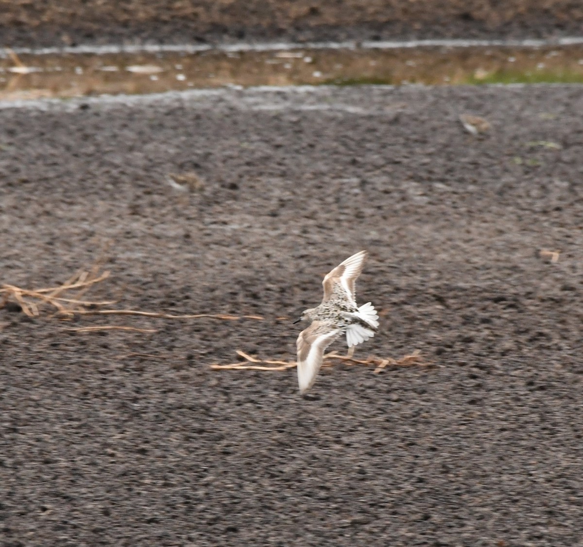 Bécasseau sanderling - ML469814771