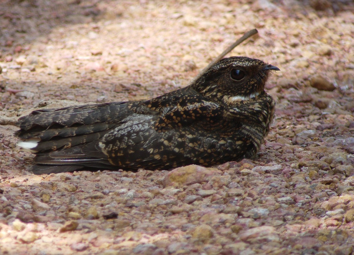 Blackish Nightjar - Alexander Lees